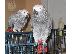 PoulaTo: Οι African Grey Parrot είναι έτοιμοι για ένα νέο σπίτι