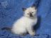 PoulaTo: Διατίθενται χαριτωμένα σιαμέζα γατάκια