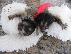 PoulaTo: Σπίτι έθεσε πιθήκους marmoset μωρό