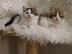 PoulaTo: Selkirk Rex Γάτες και γατάκια