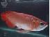 PoulaTo: Χρυσή Red Arowana ψαριών κ.λπ.