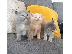 PoulaTo: Υπέροχα βρετανικά γατάκια στενογραφία