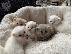 PoulaTo: Βρετανικά γατάκια Longhair Tabby προς πώληση