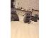 PoulaTo: 4 όμορφα χοντρά λιλά βρετανικά γατάκια στενογραφία...