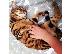 PoulaTo: Εκπληκτικά εγγεγραμμένα γατάκια της Βεγγάλης Tica για υιοθεσία....