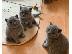 PoulaTo: Πωλούνται αξιολάτρευτα βρετανικά κοντότριχα γατάκια....