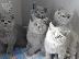 PoulaTo: Ποιοτικά μπλε βρετανικά κοντότριχα γατάκια