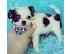 PoulaTo: Επικοινωνήστε μαζί μου μέσω Viber: ( +63-945-413-6749 ) Chihuahua Puppy...