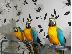 PoulaTo: Μπλε και χρυσά Macaws