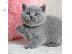 PoulaTo: Πωλούνται αξιολάτρευτα βρετανικά κοντότριχα γατάκια...