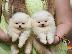 PoulaTo: Κουτάβια Pomeranian Boo, όμορφα αρκουδάκια