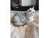 PoulaTo: Scottish Fold Kittens For Sale