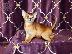 PoulaTo: Abyssinian Kittens For Sale