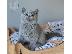 PoulaTo: Μπλε Βρετανοί γατάκια μικρής διάρκειας