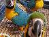 PoulaTo: Όμορφος παπαγάλος μωρού macaw