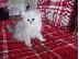 PoulaTo: Περσικά γατάκια