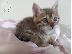 PoulaTo: Μπαιγκάλι σταυρό Maine Coon γατάκια