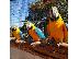 PoulaTo: Blue and Gold Macaw parrots for sale