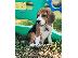 PoulaTo: prekrasan beagle spreman