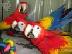 PoulaTo: scarlet παπαγάλος macaw για 200 €