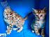 PoulaTo: Bengal γατάκια διαθέσιμα