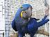 PoulaTo: Υάκινθος μακώ παπαγάλοι για Δώστε μακριά