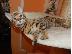 PoulaTo: Όμορφη γατάκια της Βεγγάλης προς πώληση