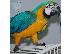 PoulaTo: Επικοινωνήστε μαζί μου μέσω Viber: ( +63-945-413-6749 ) A Bonded Pair Of Hyacinth Macaw...