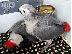 PoulaTo: μωρά congo αφρικανικός γκρίζος παπαγάλος για 150 €