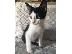 PoulaTo: Όμορφα ανατολίτικα γατάκια