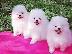 PoulaTo: Baby Pomeranian puppies Available