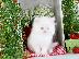 PoulaTo: Cute Xmass Persian Kittens Διαθέσιμα αυτήν τη στιγμή