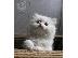 PoulaTo: Αξιολάτρευτα περσικά γατάκια προς πώληση