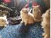 PoulaTo: Adorable Babies Persians kittens