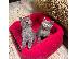 PoulaTo: British Shorthair Kittens έτοιμα προς πώληση