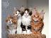 PoulaTo: Υπέροχα και ζωηρά Main Coon Kittens
