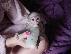 PoulaTo: διαθέσιμους πιθήκους καπουκίνης / capuchin monkeys