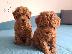 PoulaTo: Toy Poodle Pups έτοιμα για το νέο σπίτι