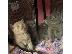 PoulaTo: brittish shorthair kittens for adoption