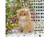 PoulaTo: Περσικά γατάκια διαθέσιμα για νέα σπίτια