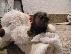 PoulaTo: Ανεκτίμητη γενεαλογία marmoset Puppy έτοιμο για υιοθεσία!...
