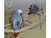 PoulaTo: Αφρικής γκρι παπαγάλοι