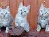 PoulaTo: Εκπληκτικά καταχωρημένα γατάκια Βεγγάλης Tica προς πώληση...