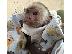 PoulaTo: μωρό capuchin μωρό για 299 €