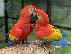 PoulaTo: Χριστουγεννιάτικο δώρο Scarlet macaw παπαγάλος