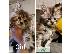 PoulaTo: Πώληση γατάκια Maine