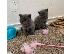 PoulaTo: 2 αρσενικά βρετανικά γατάκια