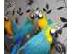 PoulaTo: όμορφοι παπαγάλοι μακώ για 199 €