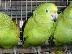 PoulaTo: beautiful amazon parrot for 200€