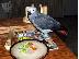 PoulaTo: congo african grey parrot for 150€